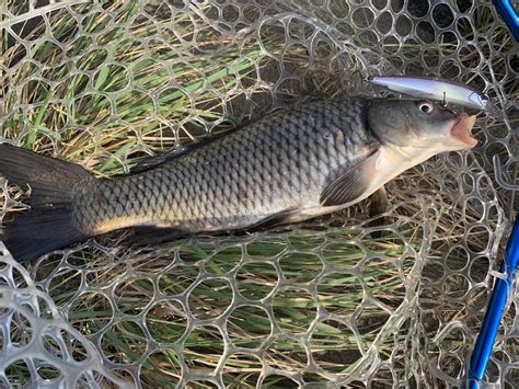 鯉|コイの特徴・見分け方 ｜ 写真から探せる魚図